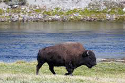 Yellowstone